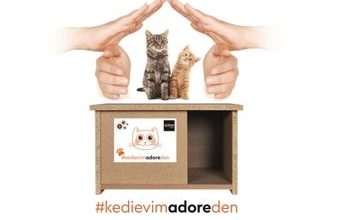 Kedi evim projesi