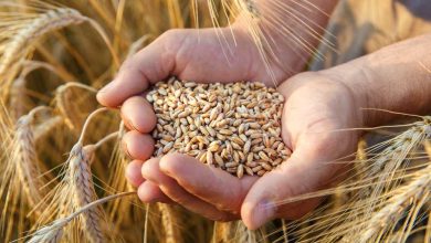 Bulgur nedir? Faydaları nelerdir? Nasıl kullanılır?